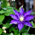 写真: 紫のクレマチス咲く