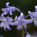 写真: ツリガネズイセンの花