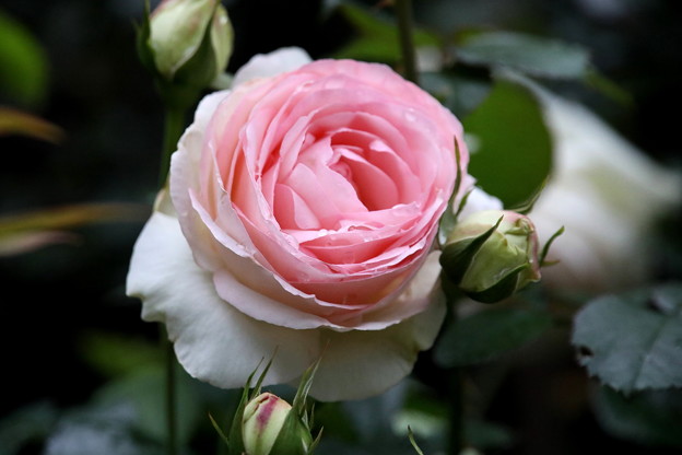 写真: ピンクのバラ