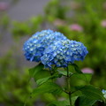 写真: 静かなブルーの紫陽花