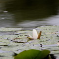 写真: 睡蓮と池の水