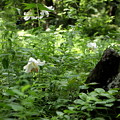 森林公園で咲くヤマユリ風景