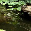 写真: 蓮池の鴨の風景