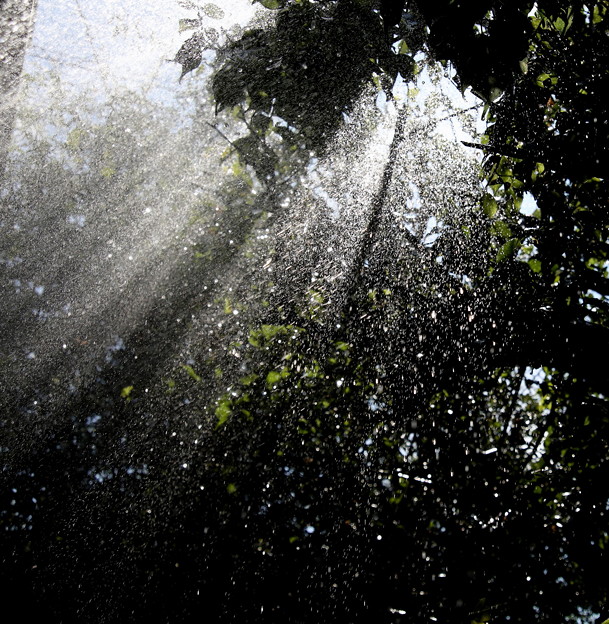 写真: 朝植木にシャワー　木洩れ日