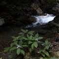 写真: 黒山三滝の沢と紫陽花風景