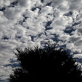 写真: 朝のウロコ雲