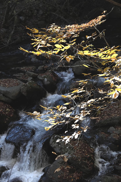 紅葉と渓流の徳和渓谷