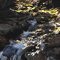 写真: 紅葉と渓流の徳和渓谷