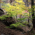 写真: 吾妻渓谷　秋の散策道よりの紅葉