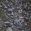 写真: 落葉への霜風景
