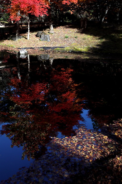 写真: モミジの反映と落葉の池