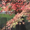 写真: 鮮やかな色彩の紅葉