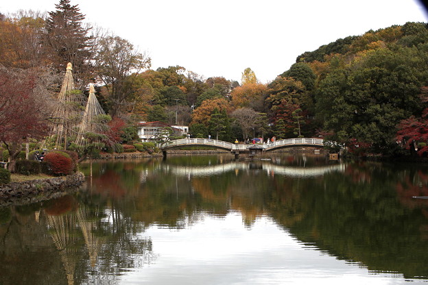 写真: 薬師池の秋風景