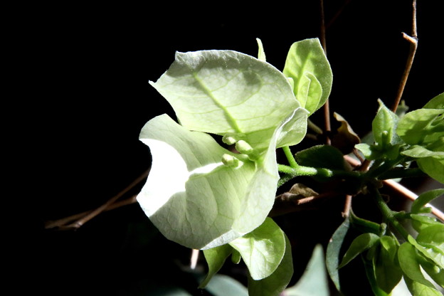 写真: 室内のブーゲンビリヤが咲く