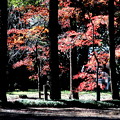 写真: 木々の間からの紅葉　平林寺