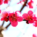 写真: 植木の梅のい紅梅開花中