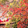 写真: 広島城　桜葉