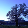写真: 千鳥別尺の山桜