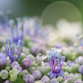 写真: 紫陽花畑