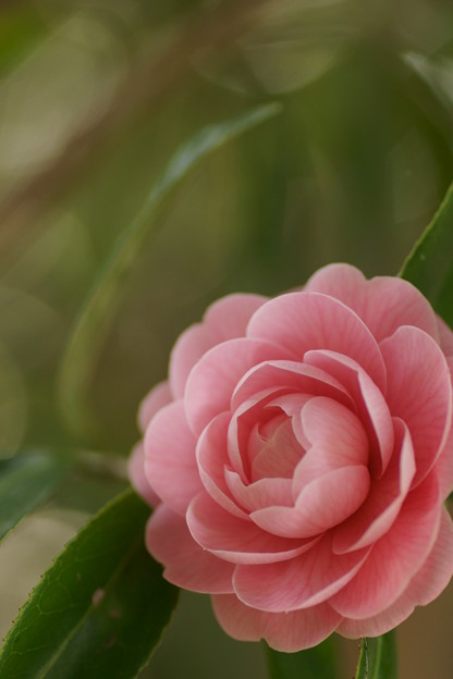 写真: 乙女椿は恋の花