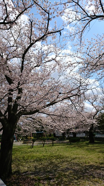 写真: 桜吹雪を撮るにはまだ早いかなぁ…