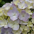 写真: 紫陽花３カット花の形も様々2