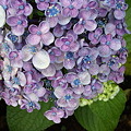 写真: 紫陽花３カット花の形も様々3