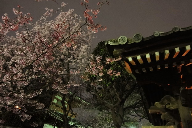 写真: DSC00466+1 梅照院の夜桜