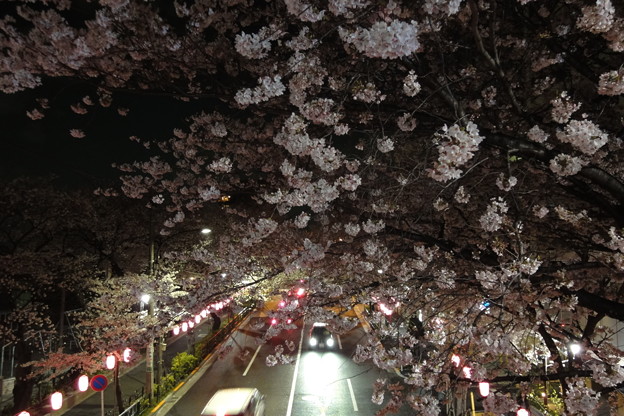 写真: DSC00577+1　中野通りの桜