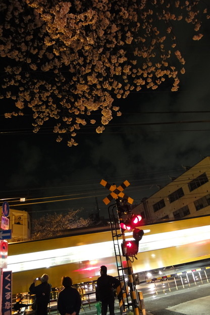 写真: DSC00605+1　踏み切りの桜