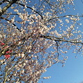 写真: 早咲きの桜が満開だー