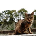 写真: 姫路城のにゃんこ (10)