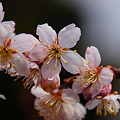 写真: サクランボの花