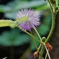 オジギソウの花を食べる尺取り虫 (2)