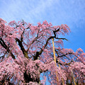 写真: 三春町の滝桜（昼）