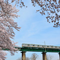 写真: 桜とJR八高線
