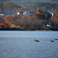 写真: 秋の河口湖と鴨