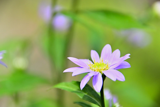 写真: 野に咲く矢車菊