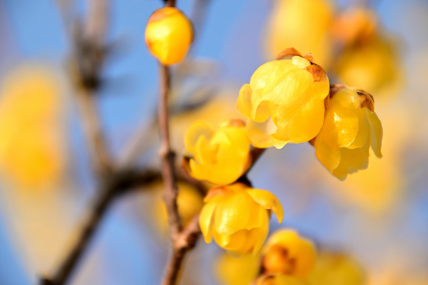写真: 笛吹川フルーツ公園の蝋梅