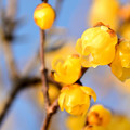 写真: 笛吹川フルーツ公園の蝋梅