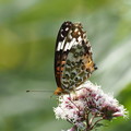 フジバカマの蝶たち (1)