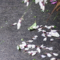 写真: 雨染め小紋
