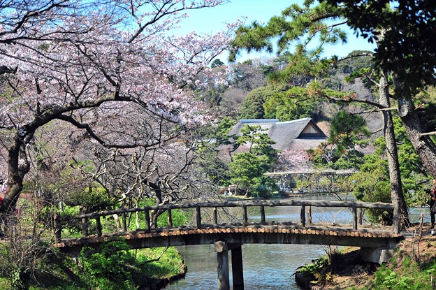 写真: 20　橋を見下ろす桜