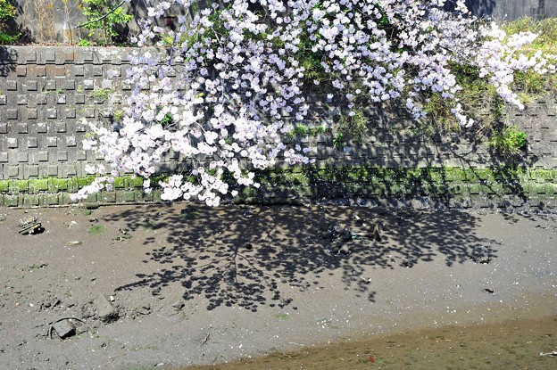写真: 09　影か桜か