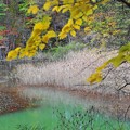 写真: 21　黄緑の池