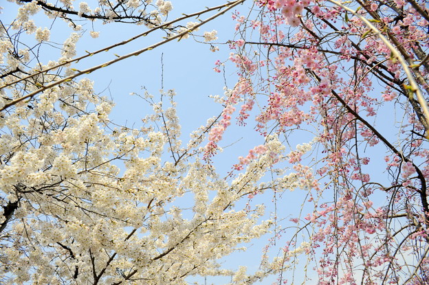 写真: 2色の桜