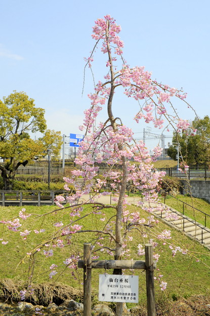 写真: 仙台垂桜