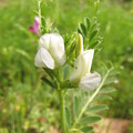 写真: カラスノエンドウの白花