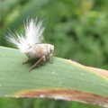 写真: アミガサハゴロモの幼虫