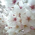 写真: 一面の桜